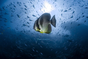 A Batfish rising to the occasion of sunlight by Suzan Meldonian 